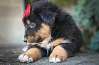 Laney 💗, a female Miniature Aussiedoodle for sale in Fresno, OH – 6 of 8