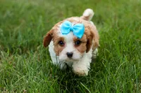 Victor 🐾, a male Poodle - Miniature  for sale in Fresno, OH – 8 of 10