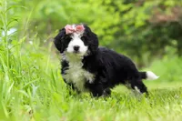 Cara, a female Miniature Bernedoodle for sale in Fresno, OH – 4 of 8