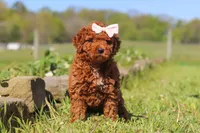 Willow, a female Miniature Goldendoodle for sale in Fresno, OH – 3 of 5