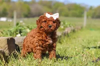 Willow, a female Miniature Goldendoodle for sale in Fresno, OH – 5 of 5