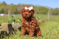 Willow, a female Miniature Goldendoodle for sale in Fresno, OH – 2 of 5