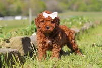 Willow, a female Miniature Goldendoodle for sale in Fresno, OH – 1 of 5