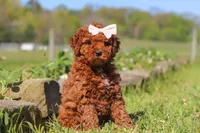 Willow, a female Miniature Goldendoodle for sale in Fresno, OH – 4 of 5