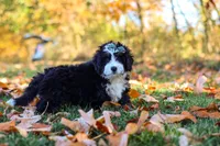 Amber, a female Miniature Bernedoodle for sale in Fresno, OH – 4 of 6