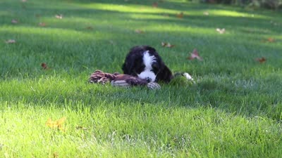 Bena, a female Miniature Bernedoodle for sale in Fresno, OH – 9 of 9