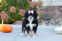 Autumn, a female Miniature Bernedoodle for sale in Fresno, OH – 4 of 6