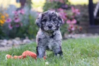 Simon, a male Newfypoo for sale in Fresno, OH – 7 of 8