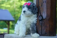Gabby 🩷🐶, a female Cavapoo for sale in Fresno, OH – 5 of 10