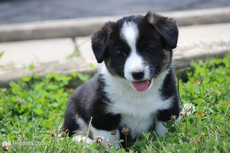 Jude🐶 – Australian Shepherd, Pembroke Welsh Corgi puppy for sale in Fresno, OH