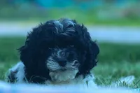 Gracie, a female Cavapoo for sale in Fresno, OH – 4 of 10