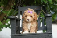 Ellie Mae 💛🐾, a female Havapoo for sale in Fresno, OH – 9 of 10