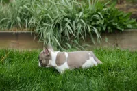 Ava Belle (Lilac Fawn & White), a female French Bulldog for sale in Fresno, OH – 10 of 10