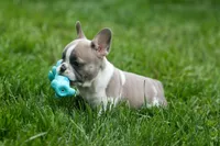 Ava Belle (Lilac Fawn & White), a female French Bulldog for sale in Fresno, OH – 4 of 10