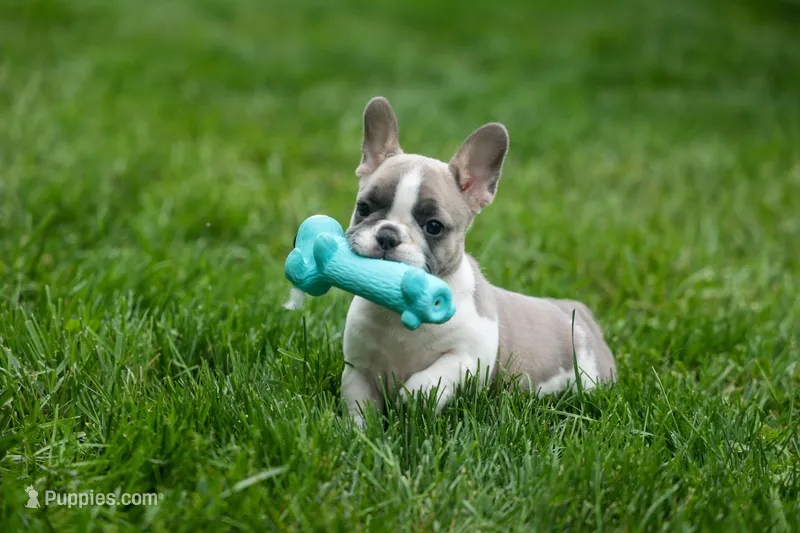 Ava Belle (Lilac Fawn & White) – French Bulldog puppy for sale in Fresno, OH