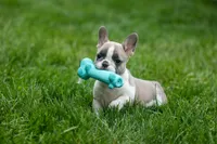 Ava Belle (Lilac Fawn & White), a female French Bulldog for sale in Fresno, OH – 1 of 10