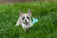 Ava Belle (Lilac Fawn & White), a female French Bulldog for sale in Fresno, OH – 6 of 10