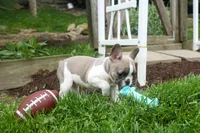 Ava Belle (Lilac Fawn & White), a female French Bulldog for sale in Fresno, OH – 3 of 10