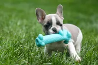 Ava Belle (Lilac Fawn & White), a female French Bulldog for sale in Fresno, OH – 2 of 10