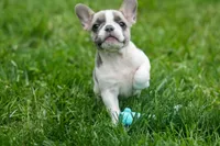 Ava Belle (Lilac Fawn & White), a female French Bulldog for sale in Fresno, OH – 7 of 10
