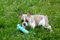 Ava Belle (Lilac Fawn & White), a female French Bulldog for sale in Fresno, OH – 5 of 10
