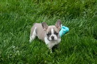 Ava Belle (Lilac Fawn & White), a female French Bulldog for sale in Fresno, OH – 8 of 10