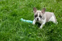 Ava Belle (Lilac Fawn & White), a female French Bulldog for sale in Fresno, OH – 9 of 10