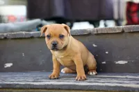 Mia Belle 🌸, a female Staffordshire Bull Terrier for sale in Fresno, OH – 4 of 10