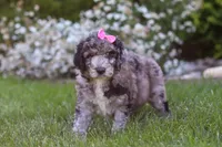 Ally, a female Newfypoo for sale in Fresno, OH – 2 of 6