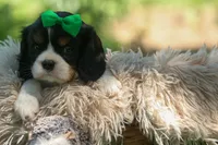 Maxwell 🐾🐶, a male Cavalier King Charles Spaniel for sale in Fresno, OH – 7 of 10