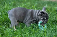 🐾 Mickey, a male French Bulldog for sale in Fresno, OH – 2 of 8