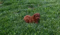 Dustin 💕🐶, a male Poodle - Miniature  for sale in Fresno, OH – 8 of 10
