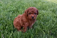 Dustin 💕🐶, a male Poodle - Miniature  for sale in Fresno, OH – 4 of 10