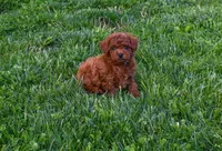 Dustin 💕🐶, a male Poodle - Miniature  for sale in Fresno, OH – 10 of 10
