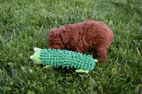 Dustin 💕🐶, a male Poodle - Miniature  for sale in Fresno, OH – 5 of 10