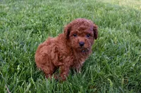 Dustin 💕🐶, a male Poodle - Miniature  for sale in Fresno, OH – 2 of 10