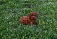 Dustin 💕🐶, a male Poodle - Miniature  for sale in Fresno, OH – 9 of 10