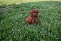 Dustin 💕🐶, a male Poodle - Miniature  for sale in Fresno, OH – 7 of 10