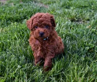 Dustin 💕🐶, a male Poodle - Miniature  for sale in Fresno, OH – 3 of 10