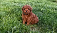 Dustin 💕🐶, a male Poodle - Miniature  for sale in Fresno, OH – 6 of 10