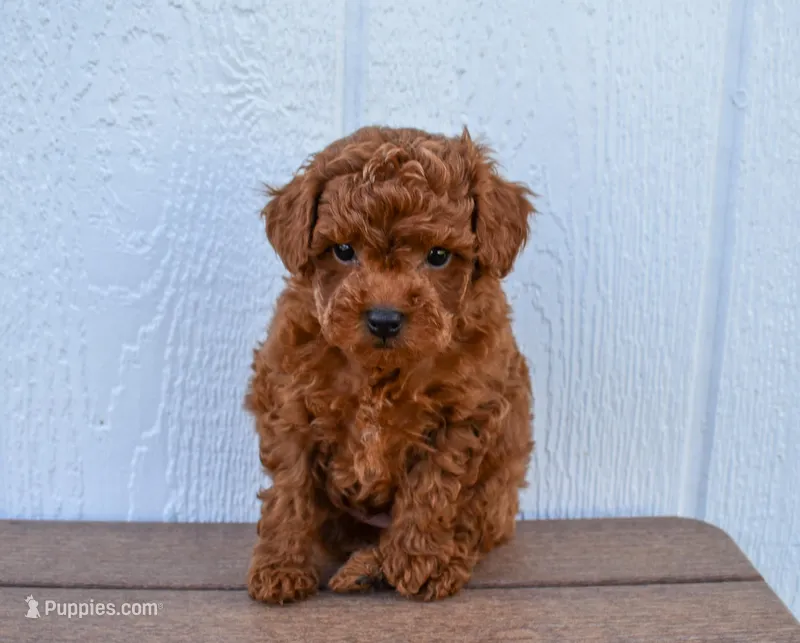 Dustin 💕🐶 – Poodle - Miniature  puppy for sale in Fresno, OH