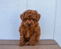 Dustin 💕🐶, a male Poodle - Miniature  for sale in Fresno, OH – 1 of 10