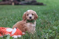 Jett, a male Cavapoo for sale in Fresno, OH – 4 of 10