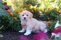Benji, a male Havapoo for sale in Fresno, OH – 5 of 7