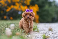 Lilac, a female Cavapoo for sale in Fresno, OH – 2 of 9