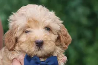 Eugene 💛🐾, a male Havapoo for sale in Fresno, OH – 9 of 10