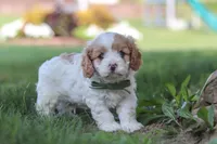 Asher, a male Cavapoo for sale in Fresno, OH – 3 of 7