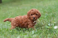 Jordan, a male Cavapoo for sale in Fresno, OH – 3 of 8