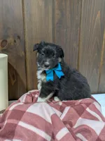 Bramble, a female Australian Shepherd and Border Collie for sale in Fresno, OH – Photo 7 of 10