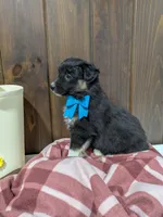 Bramble, a female Australian Shepherd and Border Collie for sale in Fresno, OH – Photo 6 of 10